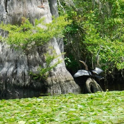 Waccamaw River Nature and Wildlife Tour