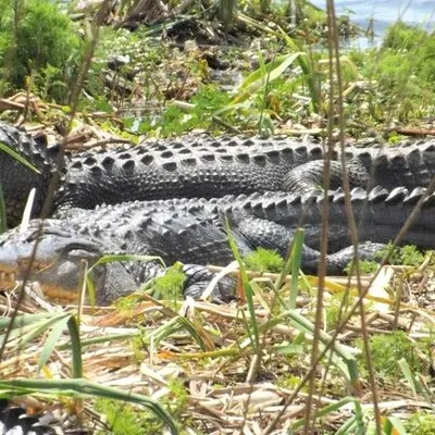 Huntington Beach State Park