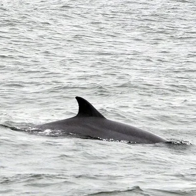 2 Hour Dolphin Watching Adventure in Calabash